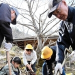 保存会員の手助けを受けてヤマザクラの苗を植える児童たち＝立雲峡