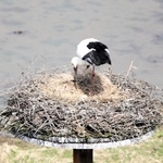 コウノトリの産卵シーズン本格化　3月中旬以降、各地でひな誕生の期待　一番乗りは稲美町のつがい