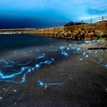 暗い夜の海にホタルイカの青白い光が広がった＝豊岡市竹野町竹野（阿部秀樹さん撮影）