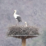 卵を抱くコウノトリのペア＝豊岡市祥雲寺