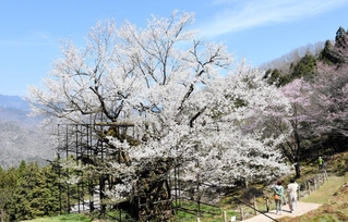 見頃を迎えた樽見の大桜＝養父市大屋町樽見