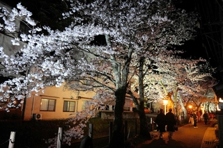 ライトアップされた夜桜＝豊岡市城崎町湯島
