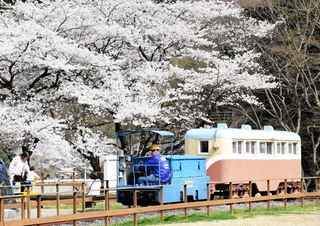 春を迎え、体験乗車会が再開された一円電車＝養父市大屋町明延