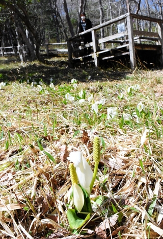 見頃を迎えているミズバショウ＝養父市大屋町加保