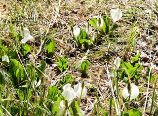 湿地に群生するミズバショウ＝養父市大屋町加保