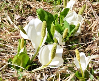 湿地に群生するミズバショウ＝養父市大屋町加保