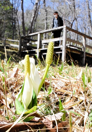 見頃を迎えているミズバショウ＝養父市大屋町加保