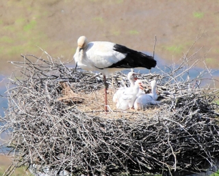 すくすく育つコウノトリのひな＝豊岡市祥雲寺