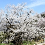 見頃を迎えた樽見の大桜＝養父市大屋町樽見