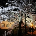 ライトアップされた夜桜＝豊岡市城崎町湯島