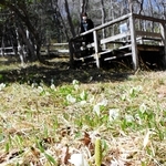 見頃を迎えているミズバショウ＝養父市大屋町加保