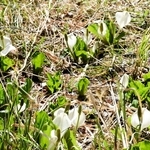 湿地に群生するミズバショウ＝養父市大屋町加保