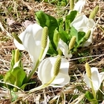 湿地に群生するミズバショウ＝養父市大屋町加保