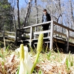 見頃を迎えているミズバショウ＝養父市大屋町加保