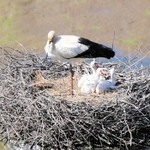 すくすく育つコウノトリのひな＝豊岡市祥雲寺