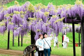 見頃を迎えたフジの花＝朝来市和田山町白井