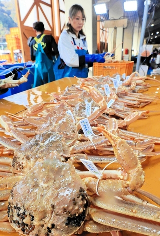 水揚げされて競り場に並んだ松葉ガニ＝昨年１１月、浜坂漁港