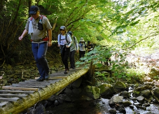 新緑に囲まれた登山道を進む参加者たち＝養父市