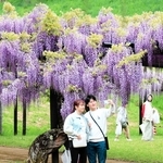 見頃を迎えたフジの花＝朝来市和田山町白井