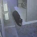 但馬でクマ出没相次ぐ　4月14日～5月11日、豊岡で14件目撃　今年は大型連休から増加