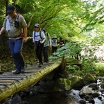 新緑に囲まれた登山道を進む参加者たち＝養父市