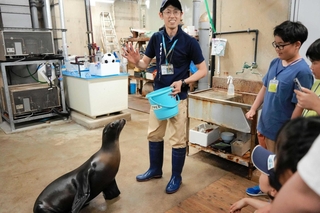 バックヤードツアー参加者の前で芸を披露するカリフォルニアアシカのアマビエ＝豊岡市瀬戸