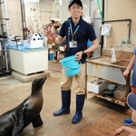 バックヤードツアー参加者の前で芸を披露するカリフォルニアアシカのアマビエ＝豊岡市瀬戸