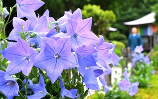 青紫色の花が目を引くキキョウ＝遍照寺