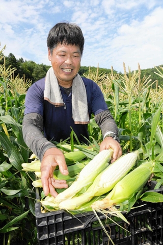 収穫されたシルクコーン＝豊岡市但東町正法寺