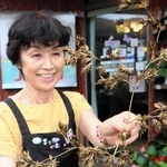 国道沿いの喫茶店「パピヨン」のそばでハチクの花が咲き、店先に飾った＝豊岡市出石町寺坂