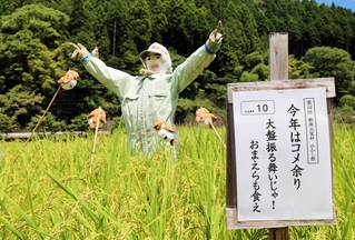 昨年は「人間様は古古古古米を食べてるのに　おまえらは新米か」と追い払われたスズメも今年は…＝朝来市納座