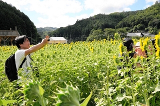 ヒマワリ畑の中で撮影する今西優一さん（左）＝豊岡市但東町畑山