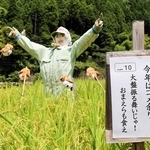 昨年は「人間様は古古古古米を食べてるのに　おまえらは新米か」と追い払われたスズメも今年は…＝朝来市納座
