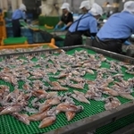 マルワ渡辺水産の工場で加工されるホタルイカ＝新温泉町芦屋