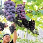 たわわに実った「豊岡ぶどう」。ピオーネも甘さ十分という＝豊岡市三宅