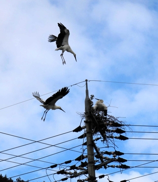 電柱に営巣するコウノトリ＝豊岡市内