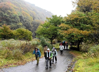 あいにくの雨の中、紅葉の氷ノ山を歩く参加者たち＝養父市