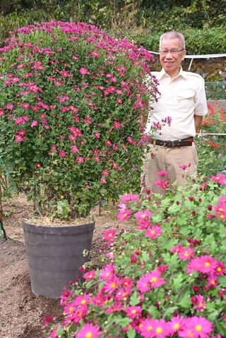 田中廣さんが丹精して育てた菊＝香美町村岡区口大谷