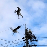 野外生息コウノトリ728羽に　今季は14府県で199羽巣立つ　郷公園が会見