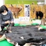 迫力のある剥製が並ぶ会場＝青垣いきものふれあいの里