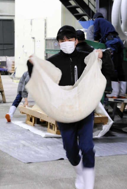 麹菌がかかった酒米を急いで運ぶ＝山名酒造（撮影・久保田輝）
