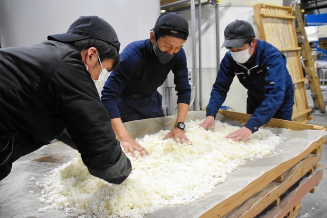 酒米を広げ、冷ましていく＝山名酒造