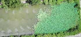 ２０２０年７月３０日　ドローンで撮影した南堀（農都ささやま外来生物対策協議会提供）
