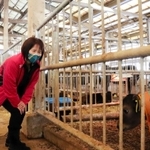 モーっとねっくを巻いた子牛を見守る大槻恵美取締役（右）と田中悠斗さん＝但馬農業高校