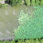 ２０２０年７月３０日　ドローンで撮影した南堀（農都ささやま外来生物対策協議会提供）
