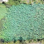 ２０２０年１０月２日　ドローンで撮影した南堀（農都ささやま外来生物対策協議会提供）