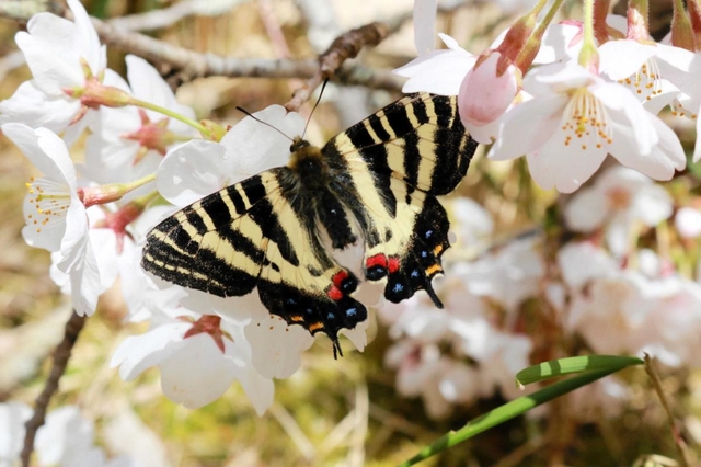 桜の花に止まるギフチョウ＝ささやまの森公園