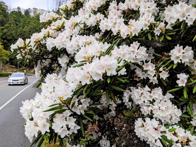 峠の春を彩るシャクナゲの花＝丹波篠山市本郷