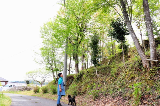 河南勲さんが整備した裏山を見つめる妻の眞美代さん＝丹波篠山市東古佐