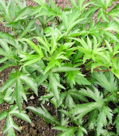 丹波市の山南地域で栽培されているトウキ（石崎真紀子さん提供）